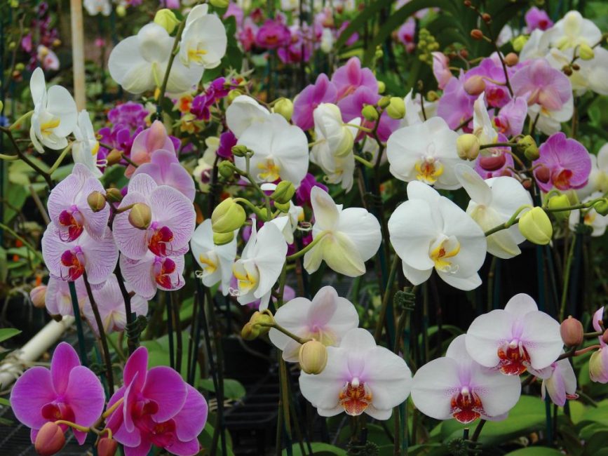 Orquídia