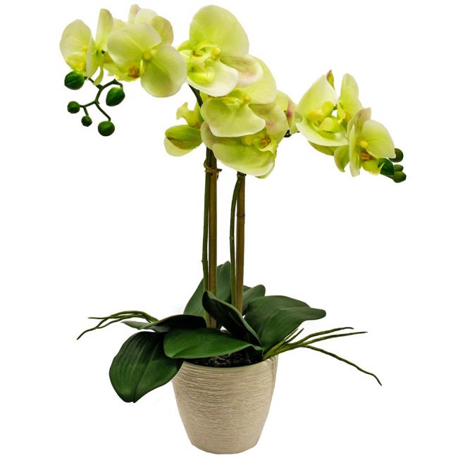 Orquídia Phalaenopsis