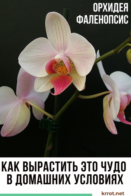 orquídia phalaenopsis