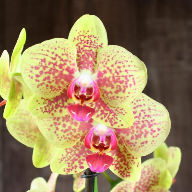orquídia phalaenopsis