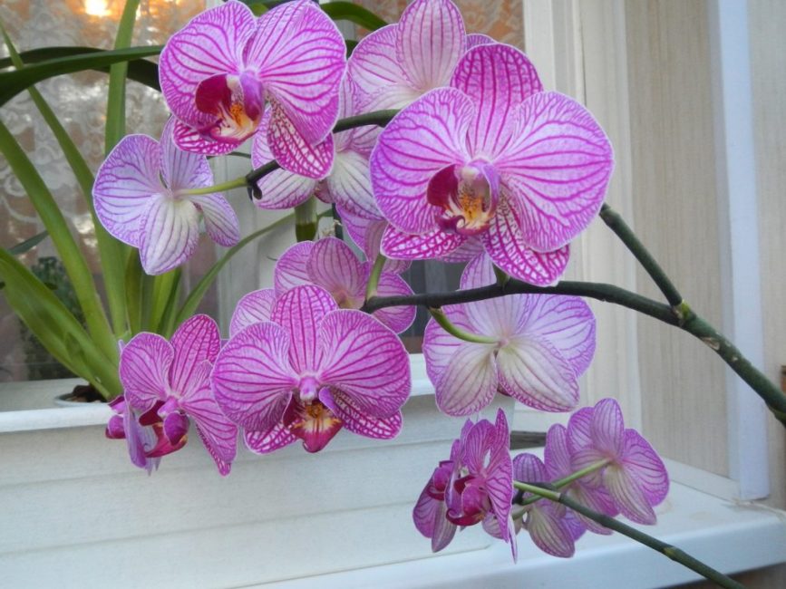orquídia phalaenopsis