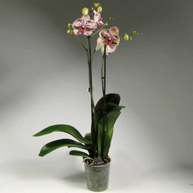 orquídia phalaenopsis