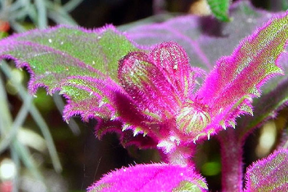 El color original de la ginura pinnatífida