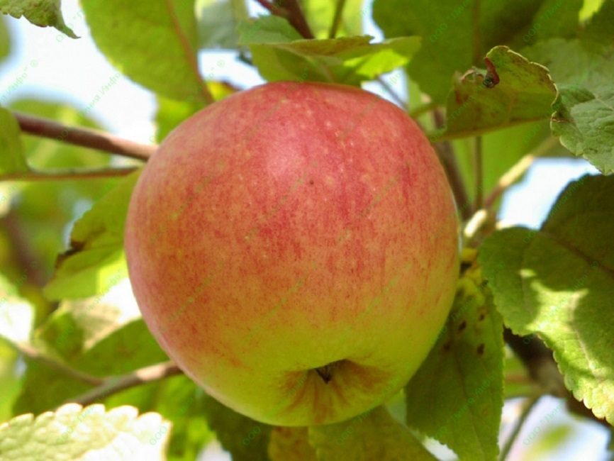 rayas de otoño