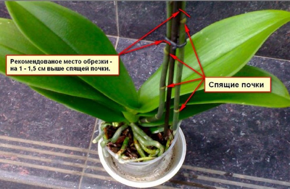 Característiques de la poda de phalaenopsis