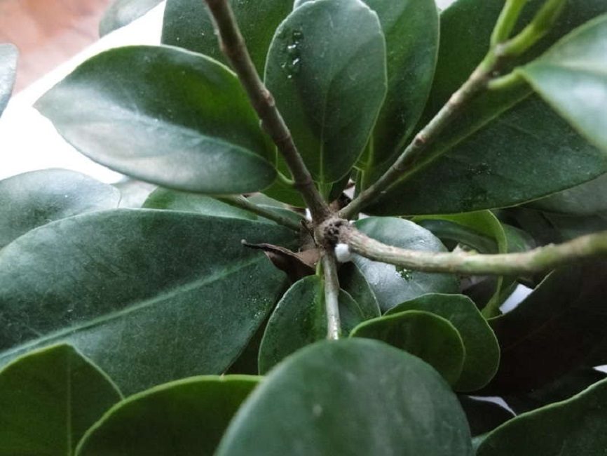 Telaranya sobre ficus