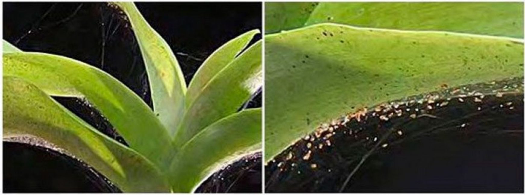 Àcars - una plaga insidiosa de les orquídies