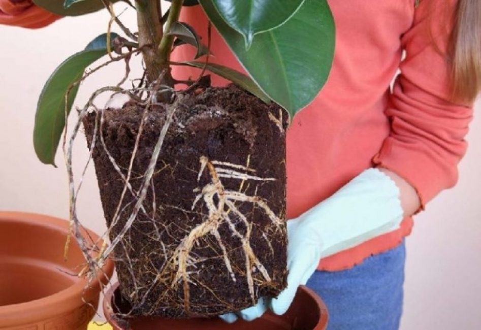 Trasplantament de ficus