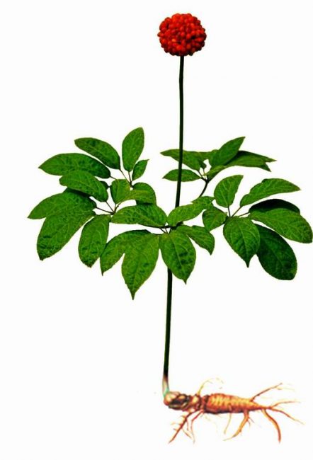 Pinnatifida ginura