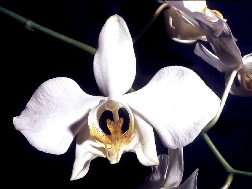 Phalaenopsis Amabilis: flors blanques amb un lleuger recobriment lila a la vora del pètal