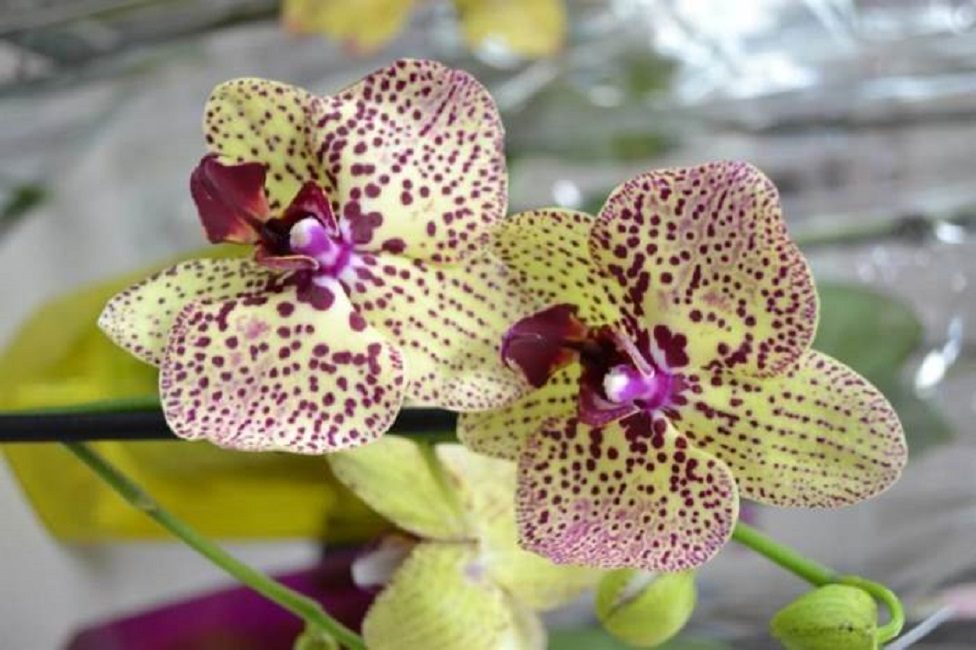Phalaenopsis Cleopatra