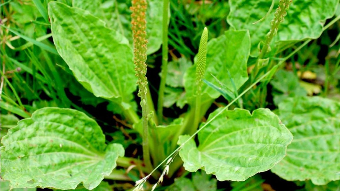 Piharatamo