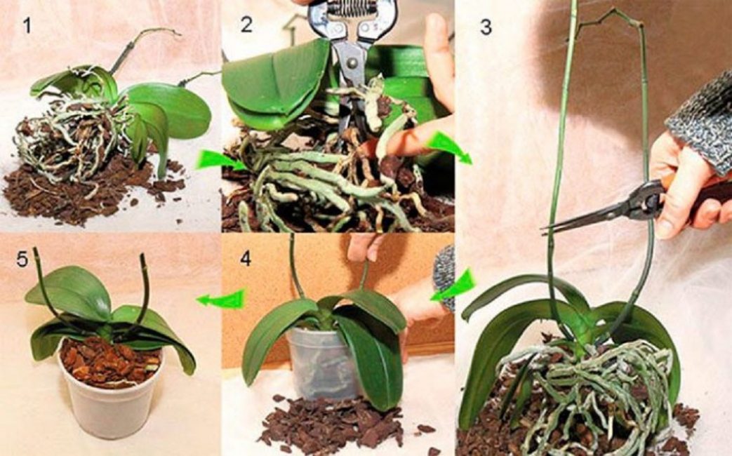 Regles de trasplantament de Phalaenopsis