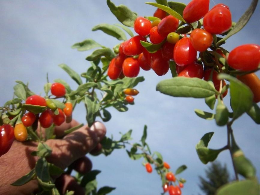 planta de goji