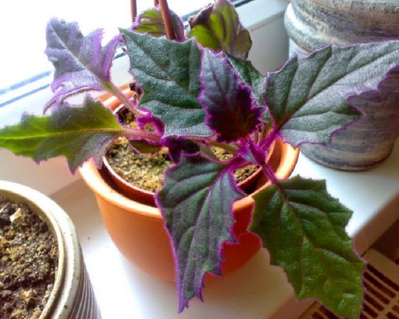 La planta es cultiva al lloc més il·luminat