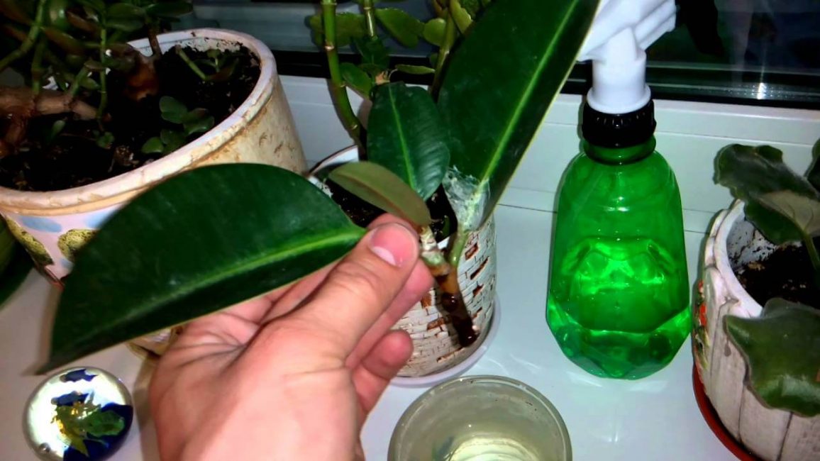 Reproducció de la fulla de ficus