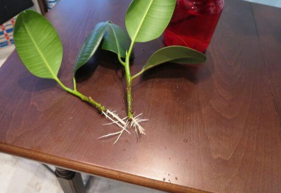 Propagació de fulles i esqueixos de ficus de goma