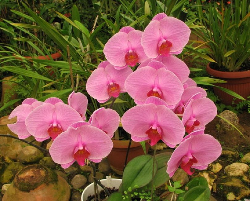 Rosa