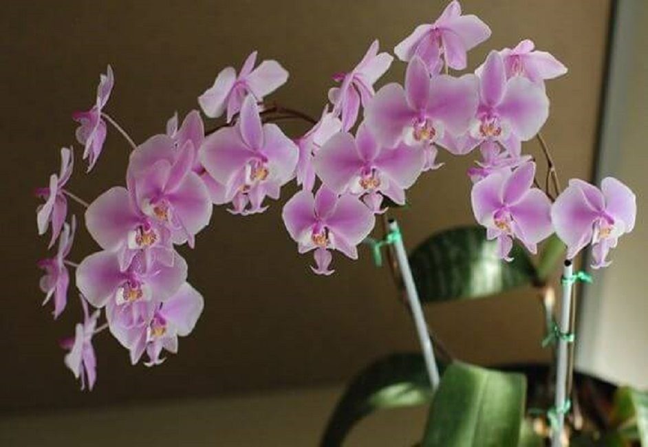 Schiller (Schilleriana)