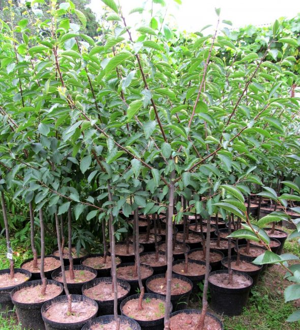 plantor av körsbärsplommon
