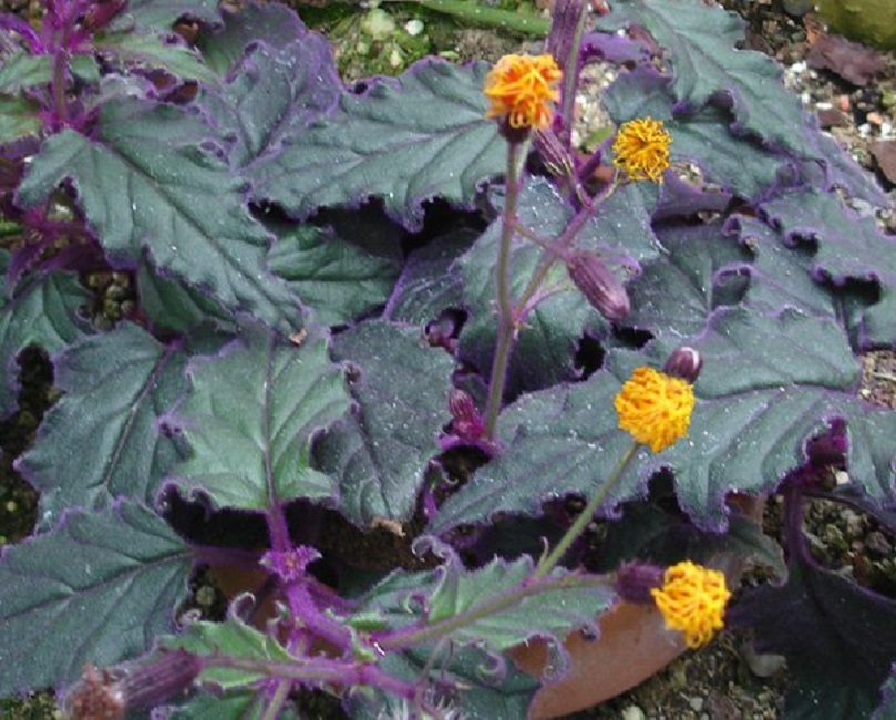ocell blau en flor