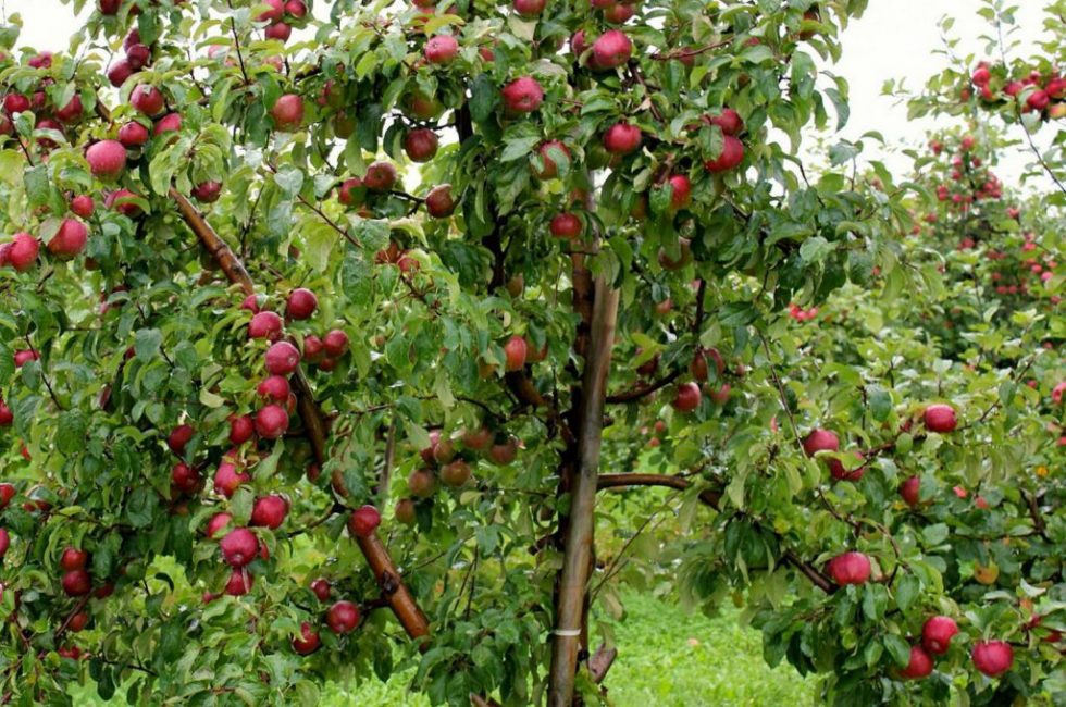 Variedad de manzano enano Leyenda
