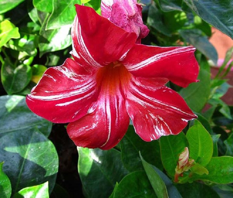 Diplatia varietal amb colors florals elegants