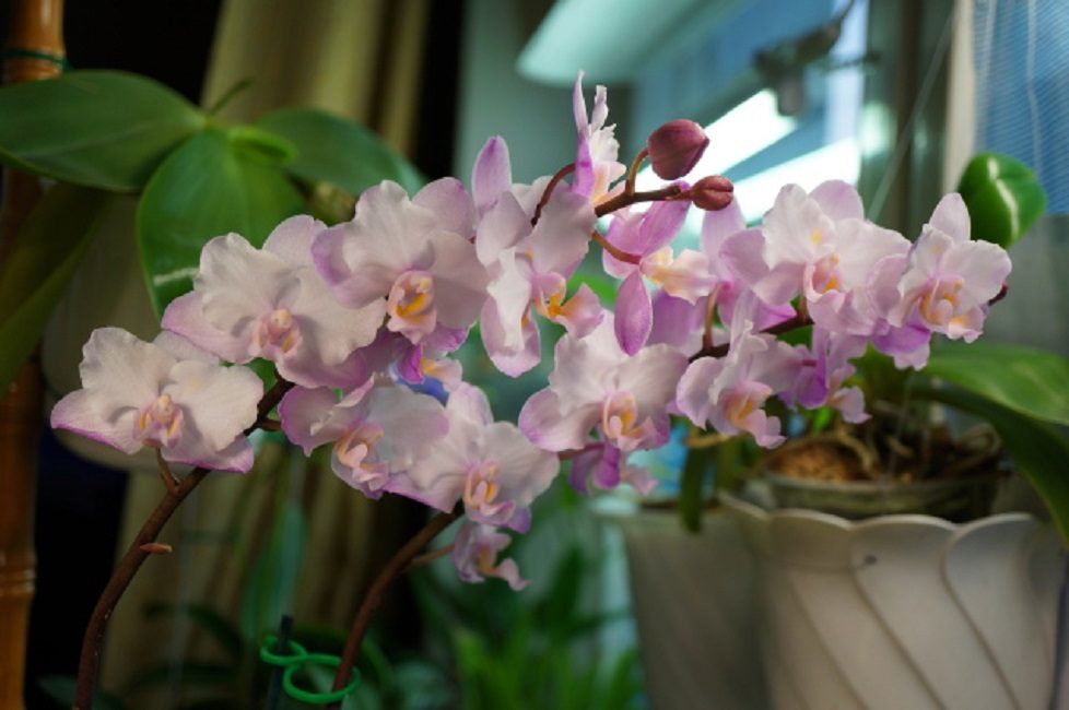 Sakura phalaenopsis en flor