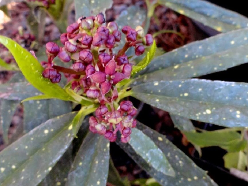 Árbol dorado en flor