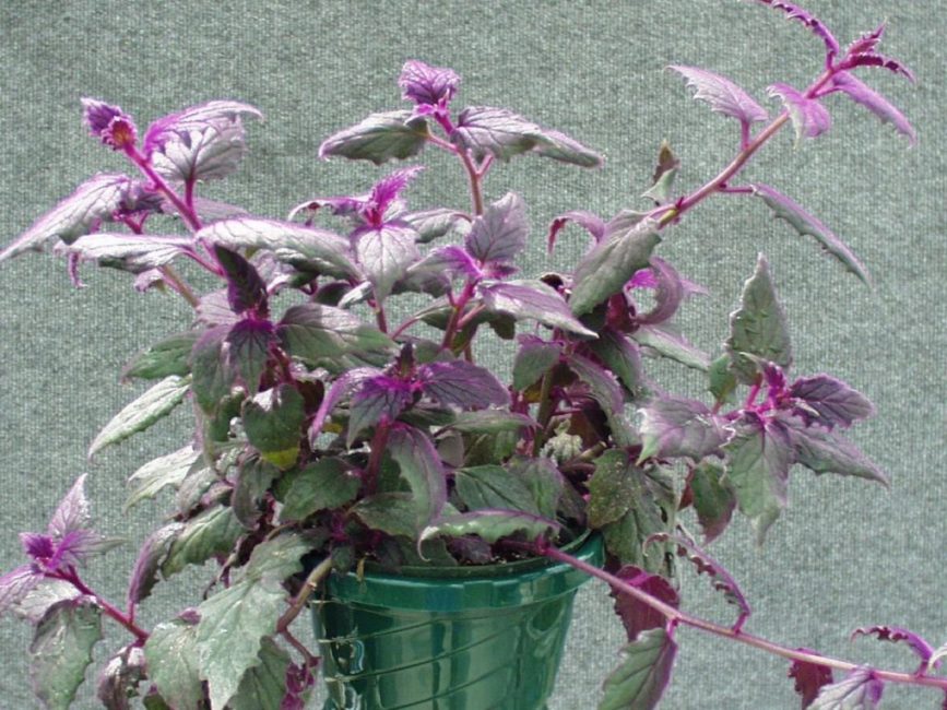 flor de ginura