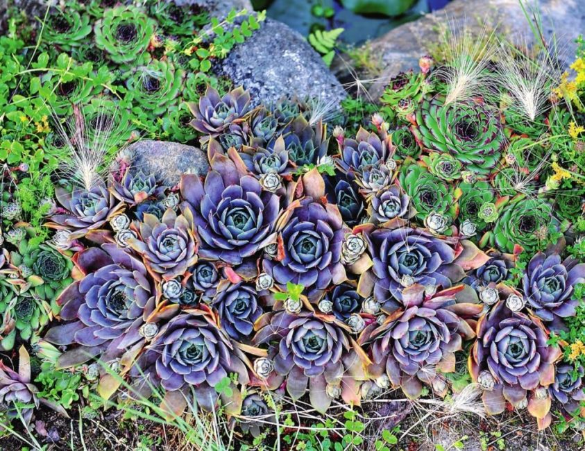 blomma föryngrad