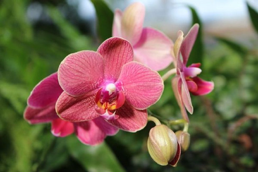 La flor de l'orquídia sembla una papallona