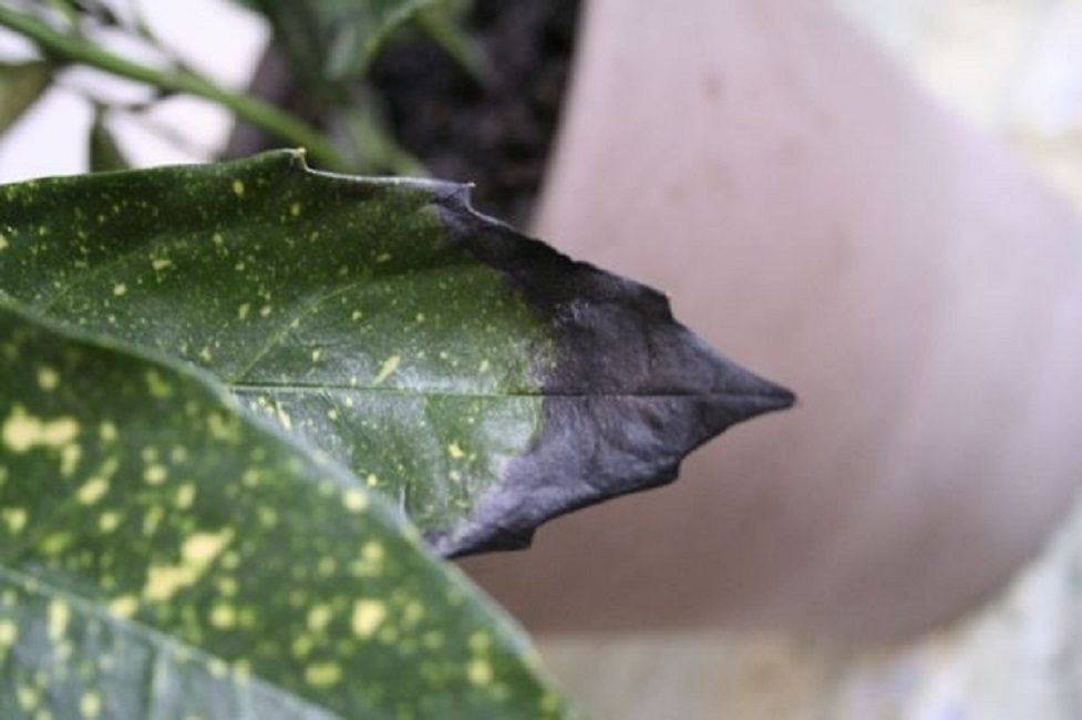 Secado de puntas de hojas.