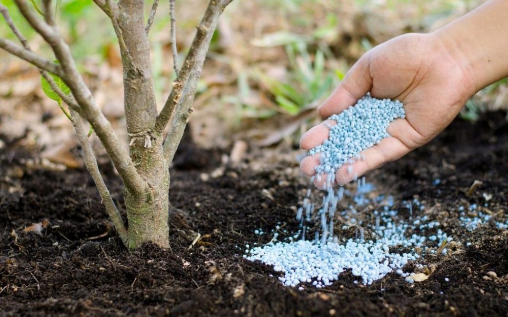 Fertilizando en primavera