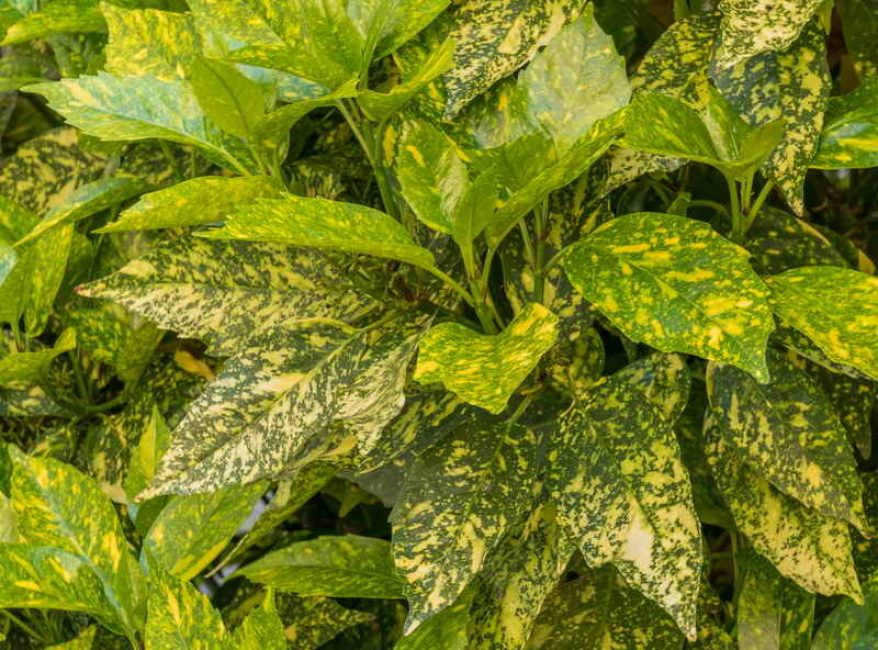 Una dispersión mágica de motas doradas en toda la superficie de la hoja. Foto: el cuidado debe ser el correcto