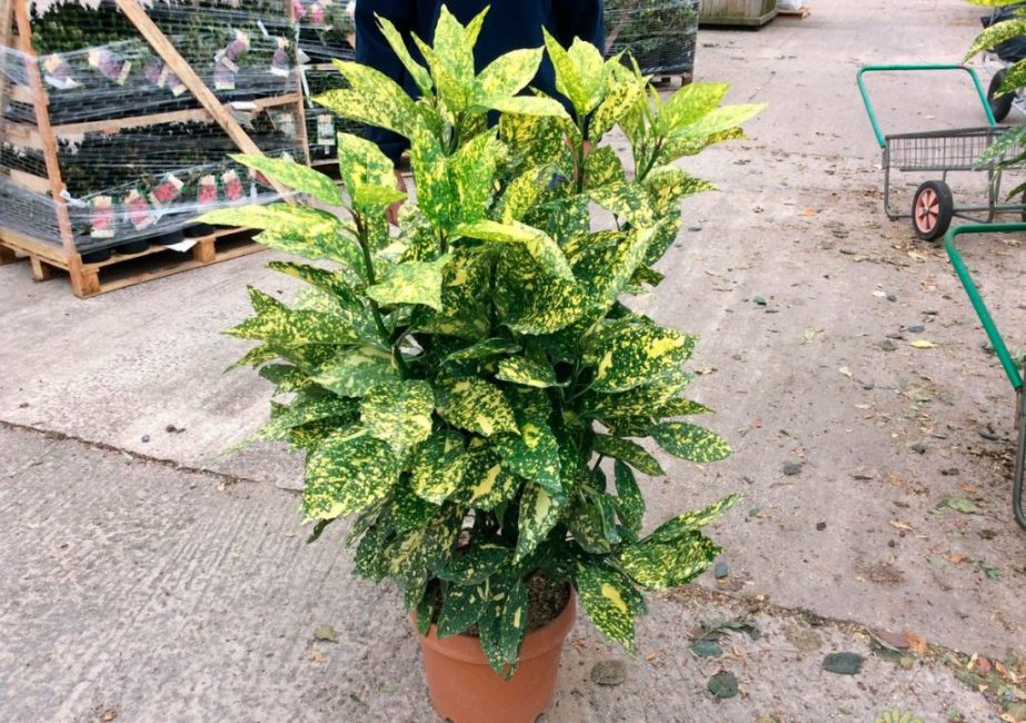 Cultivo de aucuba