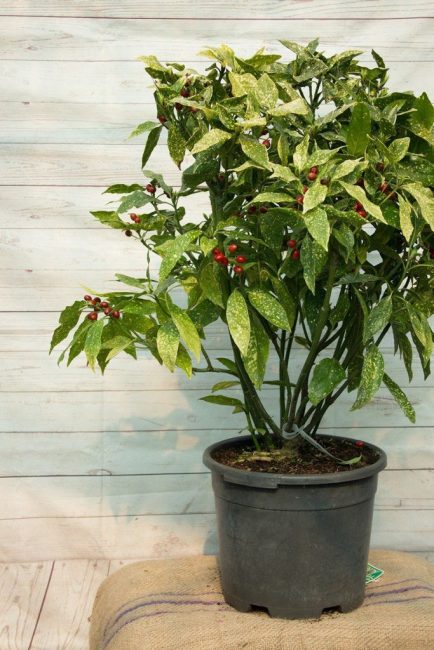 Cultivo de aucuba