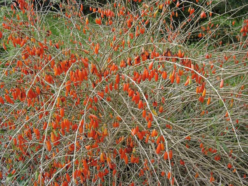 Bayas de goji en el campo