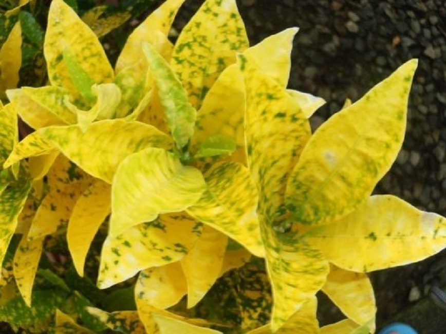 Una variedad brillante llama la atención de inmediato con el color de su follaje.