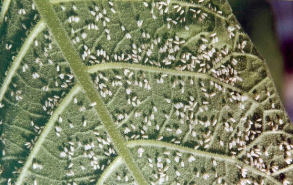 infestació de mosca blanca