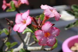 Adenium kotona: tyypit, istutus ja hoito, kasvitaudit ja tuholaiset. Kuinka kutoa letku ja luoda kirkas koostumus eri lajikkeista? (60+ valokuvaa)