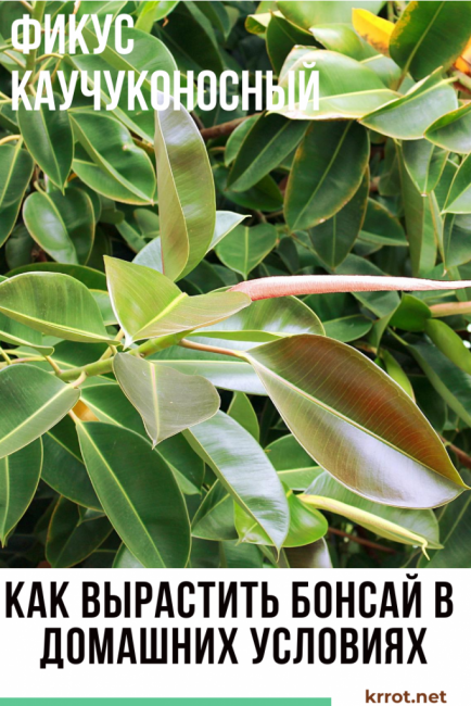 ficus de goma a casa