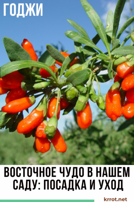 plantación y cuidado de goji