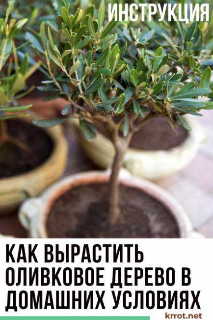 oliivipuu kotona