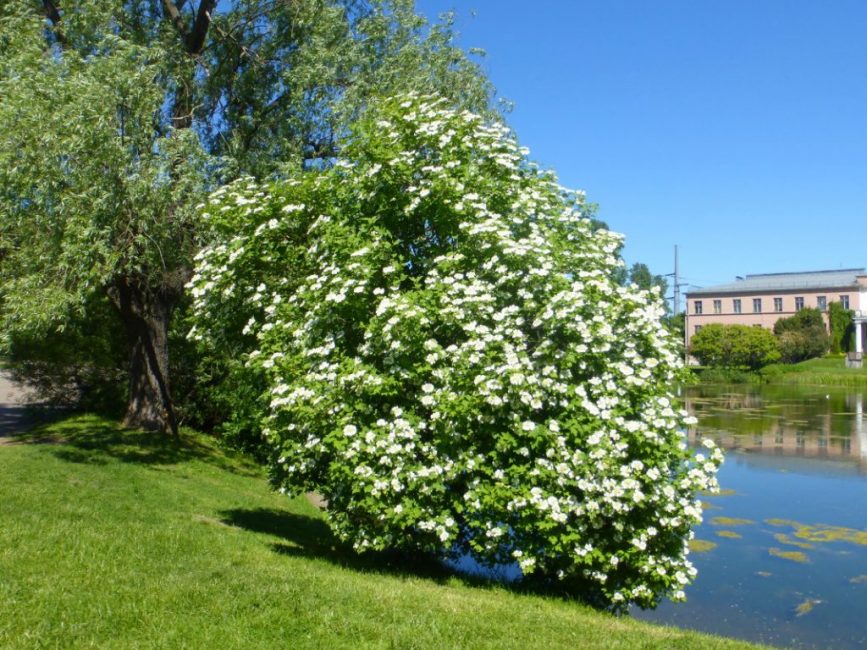 kányafa