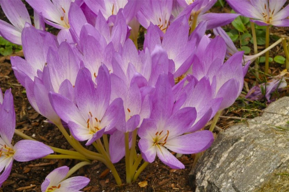 Colchicum (colchicum)
