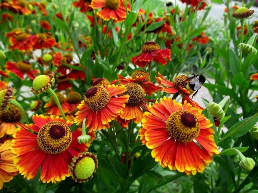 Helenium podzim