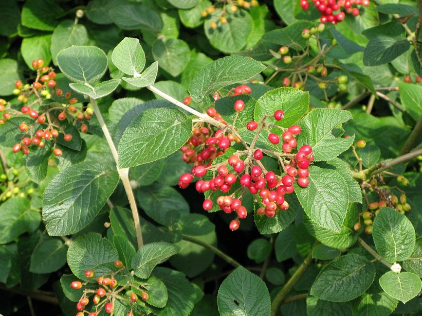 Viburnum pride (Viburnum lantata)