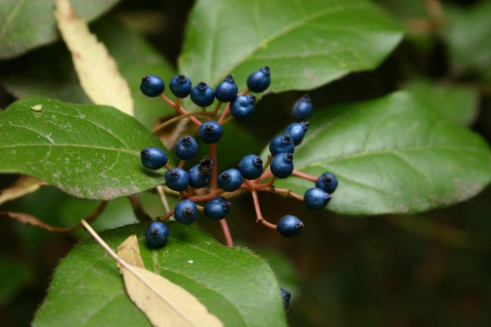 Babérviburnum (Viburnum tinus)