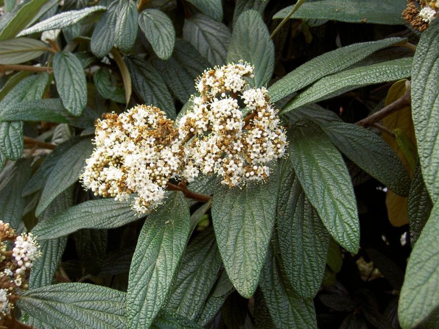 ráncos viburnum (Viburnum rhytidophyllum)